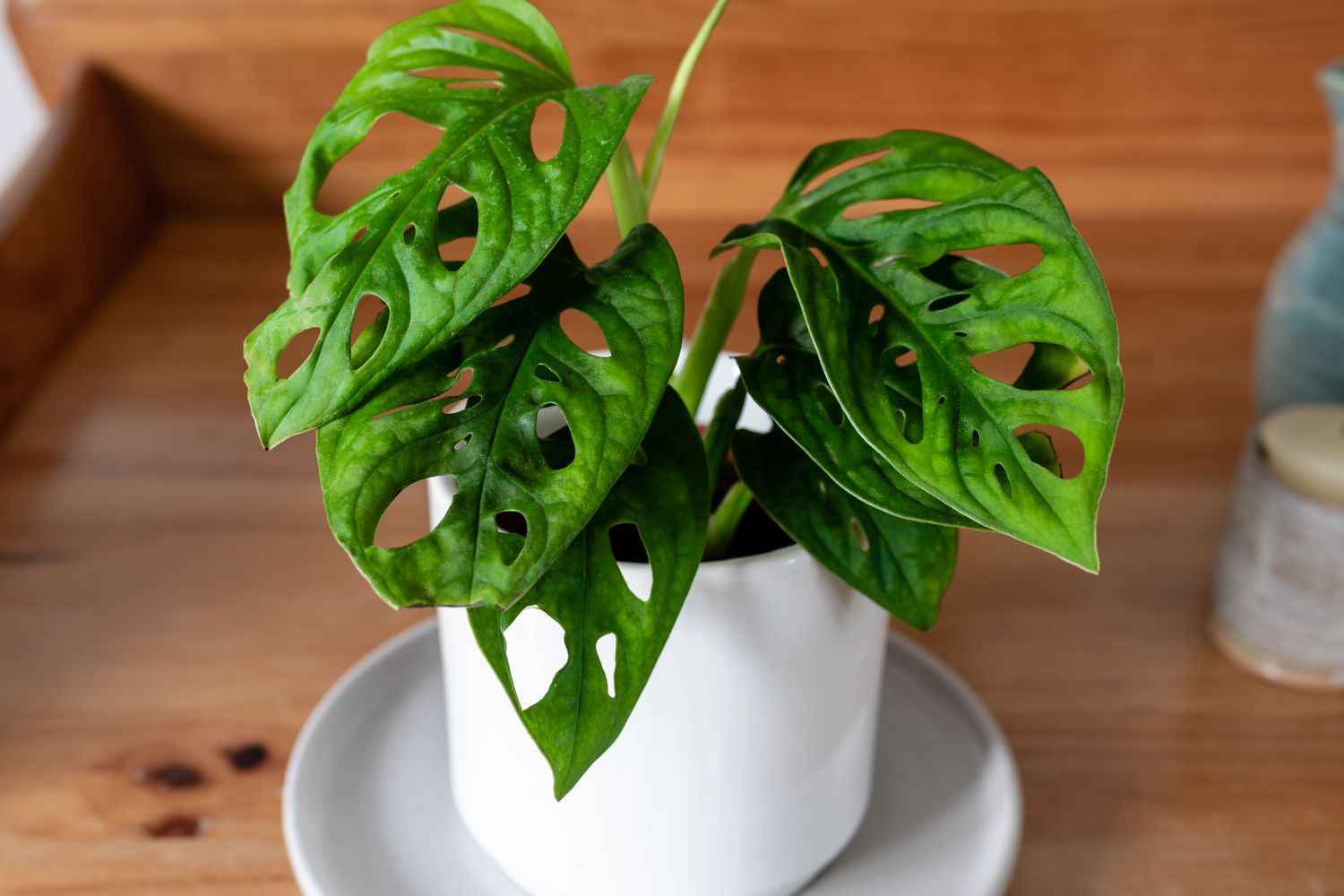 closeup of monstera adansonii