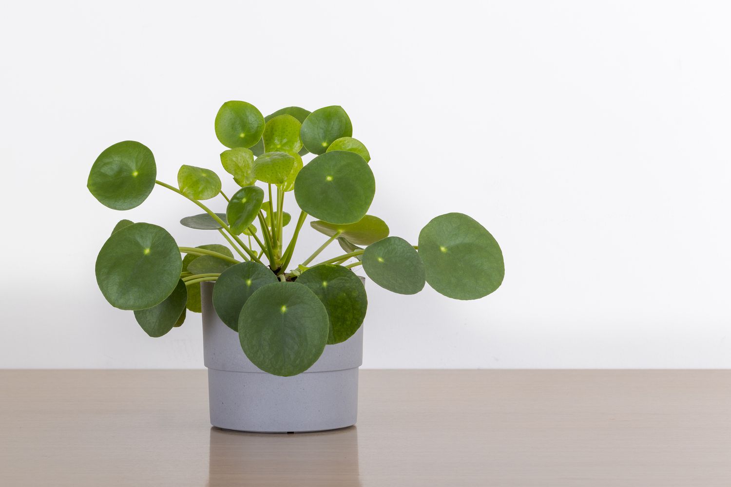 Pilea Peperomioides house plant in a gray pot in front of a white wall, Chinese money plant