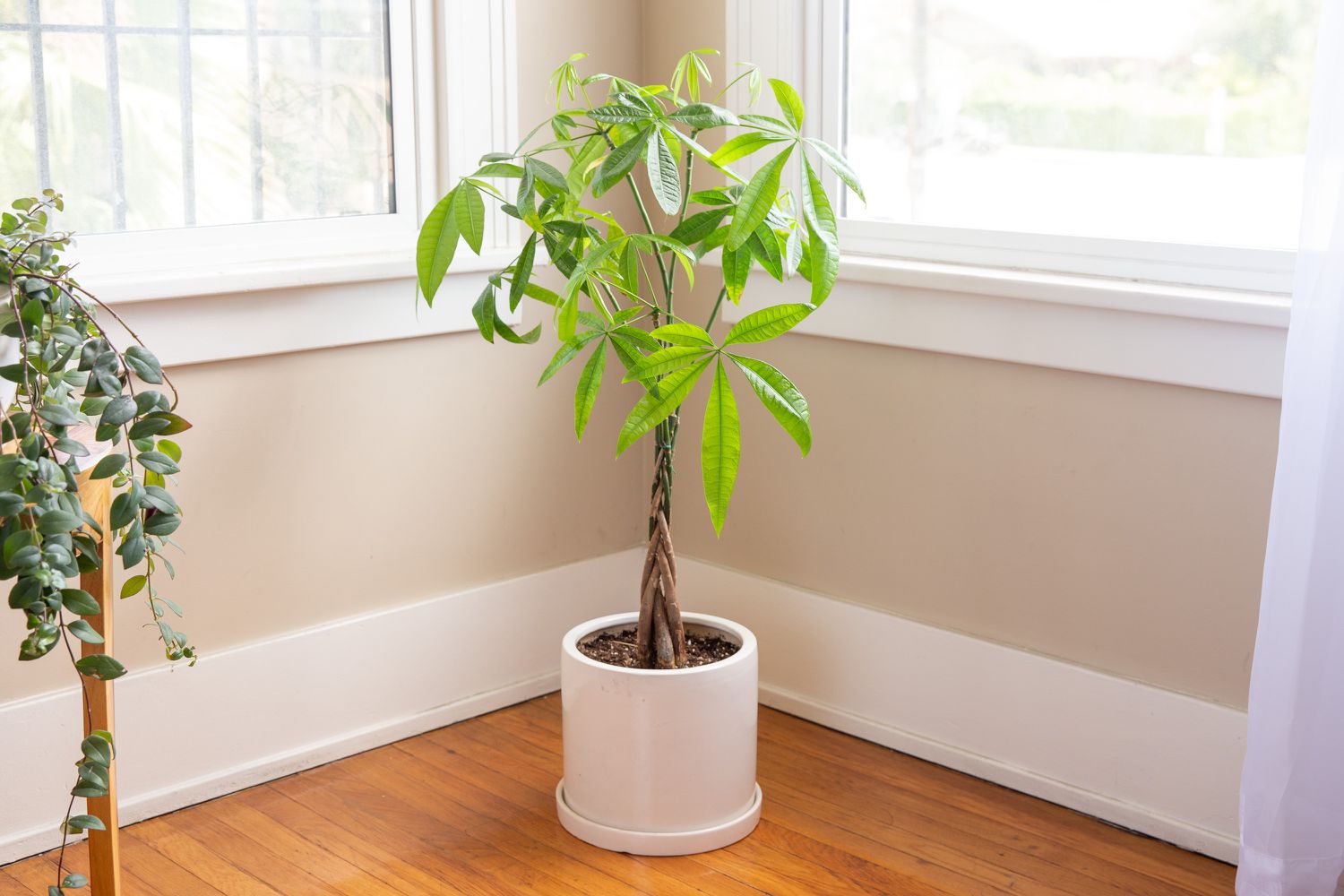 pachira aquatica money plant in white pot