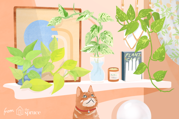 Ter plantas no quarto é ruim para o Feng Shui?
