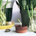 Jardinagem em apartamentos para iniciantes